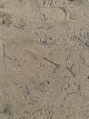 Burhinus