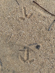 Burhinus