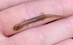 Eurycea troglodytes