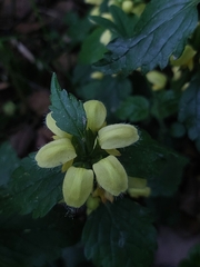 Lamium galeobdolon