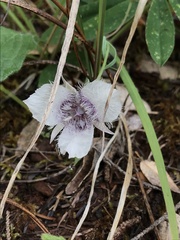 Calochortus tolmiei