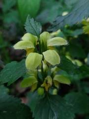 Lamium galeobdolon