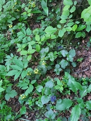 Lamium galeobdolon