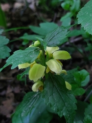 Lamium galeobdolon