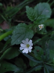 Rabelera holostea