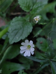 Rabelera holostea
