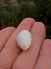 Sphincterochila