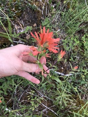 Castilleja pruinosa