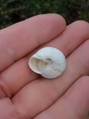 Sphincterochila