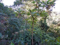 Bocconia arborea