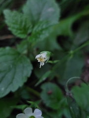Rabelera holostea