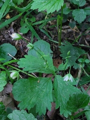 Rabelera holostea