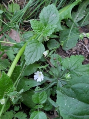 Rabelera holostea