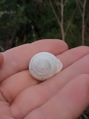 Sphincterochila