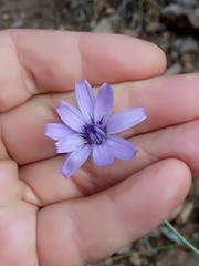 Catananche caerulea image