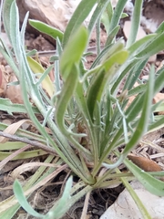 Catananche caerulea image