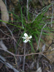 Rhynchospora nervosa