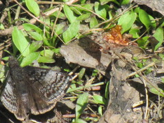 Erynnis icelus image
