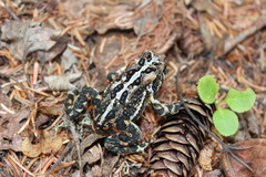 Anaxyrus americanus copei