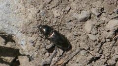 Selatosomus aeneus