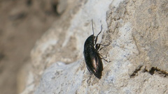 Selatosomus aeneus