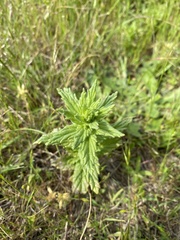 Bellardia viscosa