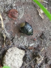 Legnotus limbosus