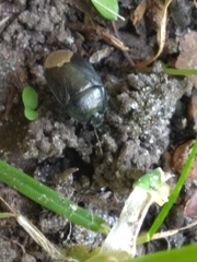 Legnotus limbosus