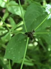 Chrysopilus quadratus