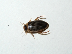 Lancetes lanceolatus