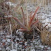 Aloe compressa - Photo no rights reserved, uploaded by Romer Rabarijaona