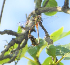 Aphylla angustifolia