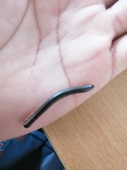 Pachyiulus oenologus