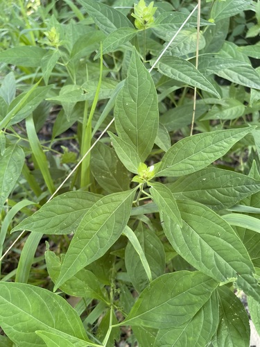 Image of Yeatesia viridiflora by (c) Brandon Corder, some rights reserved (CC BY)