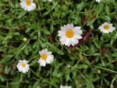 Phalacrocarpum hoffmannseggii