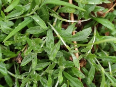 Phalacrocarpum hoffmannseggii