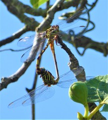 Aphylla angustifolia