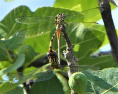 Aphylla angustifolia