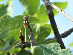 Aphylla angustifolia