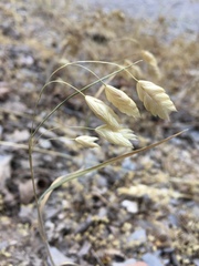 Bromus briziformis