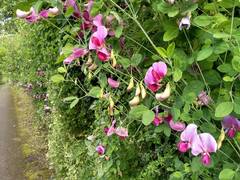 Lathyrus grandiflorus