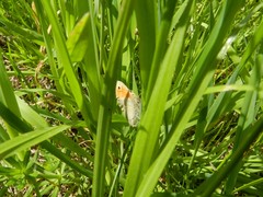 Coenonympha pamphilus