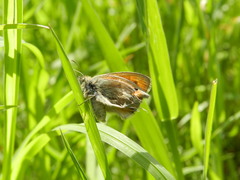 Coenonympha pamphilus