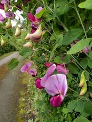 Lathyrus grandiflorus