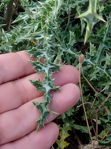 Image of Scolymus grandiflorus by (c) Karim Haddad, some rights reserved (CC BY)