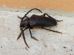 Prionus besikanus