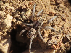 Lycosa hispanica