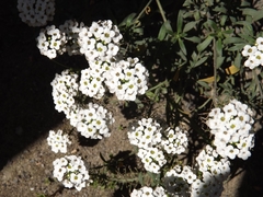Lobularia maritima maritima