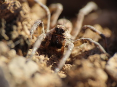 Lycosa hispanica