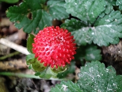 Potentilla indica